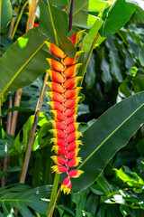 Close up of Heliconia rostrata