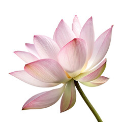 pink lotus flower