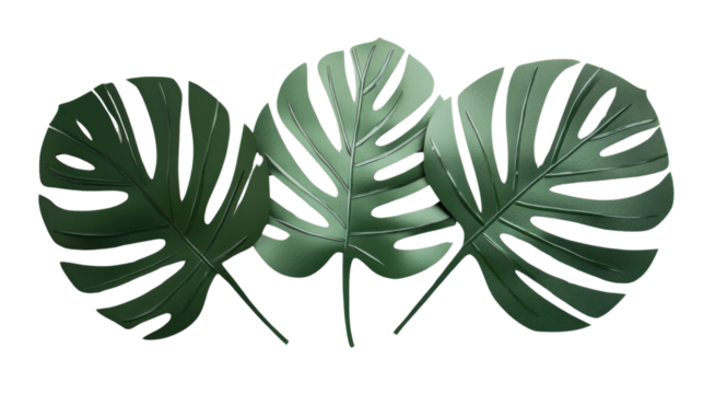 Three tropical monstera leaves overlaying on transparent background