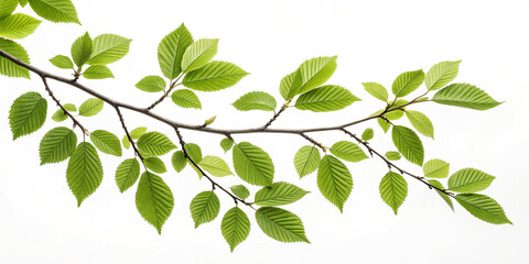 A Crisp Branch Isolated on a White Background for Artistic Use