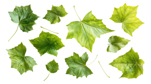 Falling green leaves with transparent background creating a natural pattern