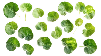 Green leaves of centella asiatica falling on transparent background
