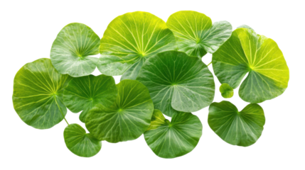 Lush green circular leaves creating a natural canopy on transparent background