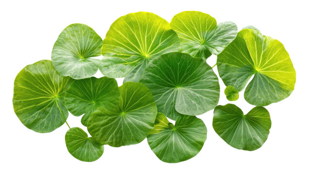 Lush green circular leaves creating a natural canopy on transparent background