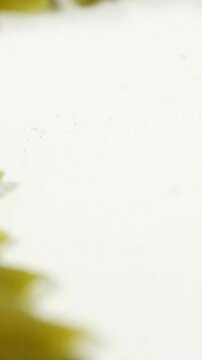 Various fusilli and conchiglie pasta on white background