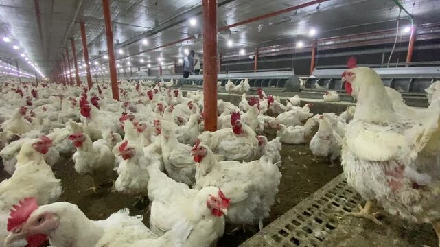 chicken farm poultry farm