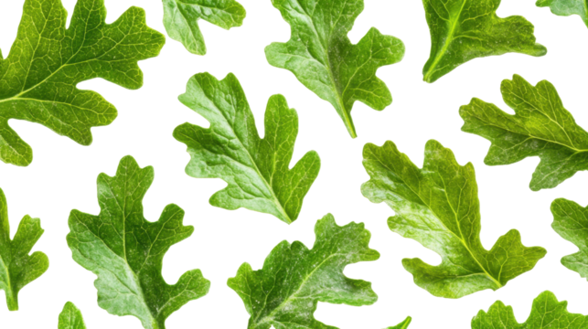 Fresh green leaves seamless pattern on transparent background