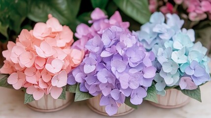Obraz premium Pastel Hydrangeas in Decorative Pots A Delightful Display