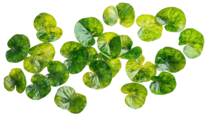 Green and yellow round leaves falling on transparent background