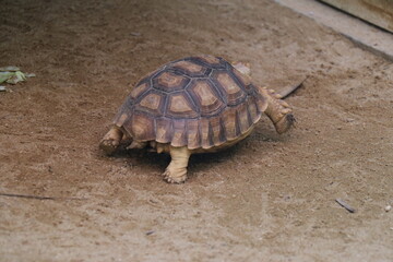 Brown turtle in the zoo