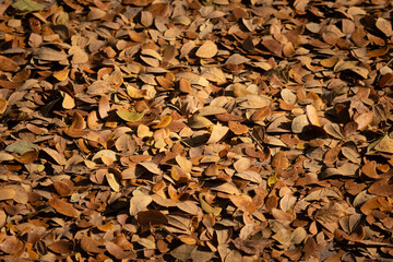 Leaves and leaf litter leaves from forests and jungles around the world