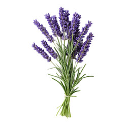 Naklejka premium lavender flower isolated on white background
