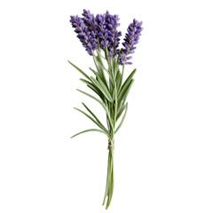 Naklejka premium lavender flower isolated on white background