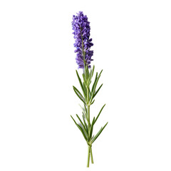 Naklejka premium lavender flower isolated on white background