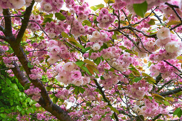 Environment, leaves and flowers with tree in nature for sustainability, ecology and botany. Growth, spring season and park reserve with garden in countryside for plants, foliage and cherry blossom