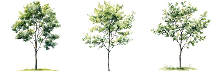 Watercolor Illustrations of Three Distinct Trees in Landscape