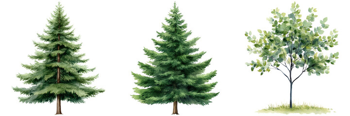 Fototapeta premium Variety of Trees Illustrations for Nature and Landscape Designs