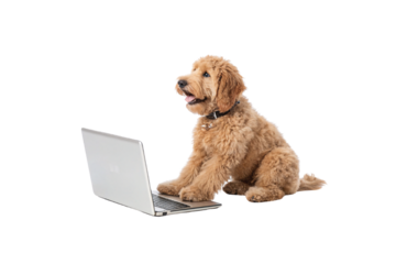 A golden curly-haired dog interacts with an open laptop, resting its paw on the keyboard, appearing inquisitive, isolated on a transparent background