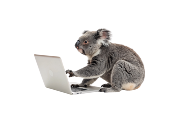 A koala sitting beside an open laptop, its paws touching the keys, looking inquisitive and focused, isolated on a transparent background