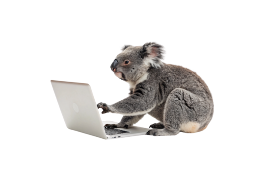 A koala sitting beside an open laptop, its paws touching the keys, looking inquisitive and focused, isolated on a transparent background