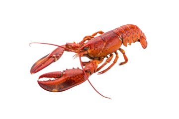 A vibrant red lobster displayed with its claws extended, showcasing its segmented body and textured shell, isolated on a transparent background