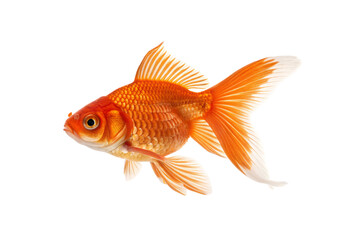 Fototapeta premium Vibrant orange goldfish with elegant flowing fins swims leftward, its detailed scales glistening under light, isolated on a transparent background