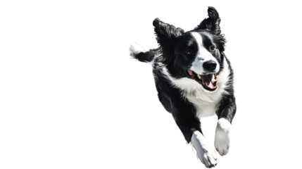 Energetic border collie leaping with joy on transparent background
