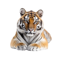 Obraz premium Majestic Siberian Tiger Portrait Powerful and Calm