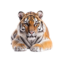 Fototapeta premium Majestic Siberian Tiger Lying Down, Close-Up Portrait