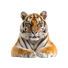 Obraz premium Majestic Siberian Tiger Close-Up Powerful and Serene Wildlife Portrait