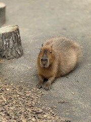 Portrait of capybara laying down