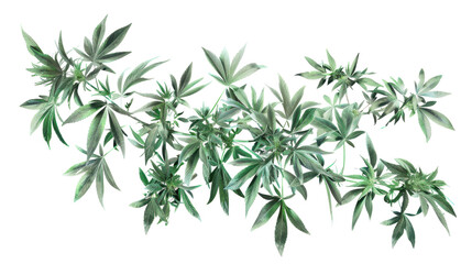 Fototapeta premium Cannabis plant growing with transparent background
