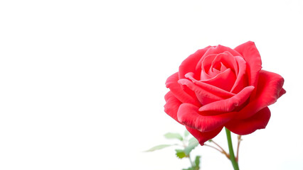 Fototapeta premium pink rose isolated on white background
