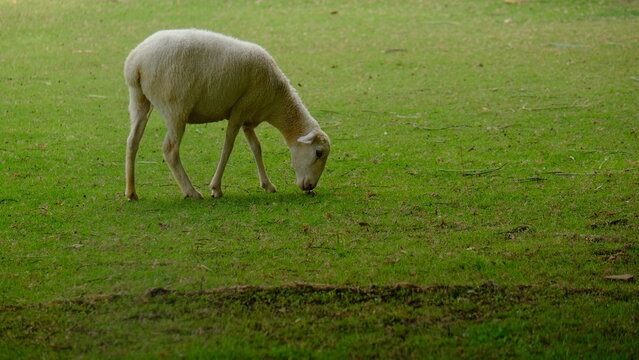 Suan Phueng district, Ratchaburi province, Thailand - June 20, 2021, wildlife sheep in the land grass of ratchaburi Thailand farm