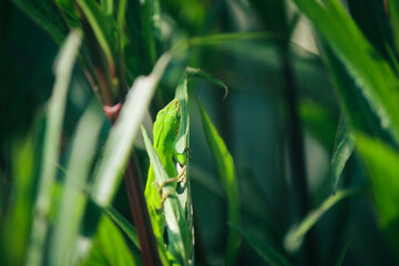 Green lizard on a green plant