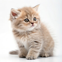kitten