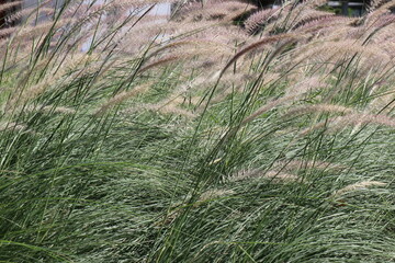 White flowers and green leaves