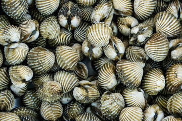 Fresh cockles for seafood background