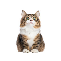 Obraz premium Adorable Fluffy Cat Looking Up with Wide Eyes