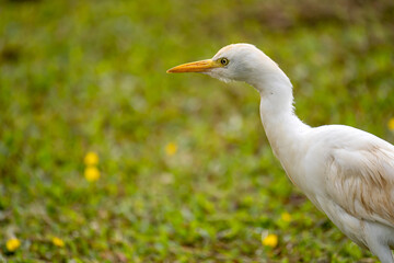 Portrait of Western Cattle Egret (Bubulcus ibis)