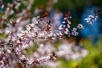 Beautiful spring tree blossoms against a blue sky background. Plum tree flowers. Spring Design....