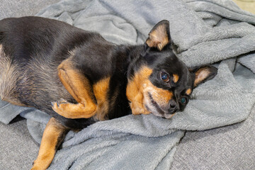 ソファで寝る犬