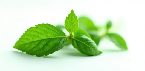 Dark green leafy plant isolated on white background, herb, herbaceae, garden