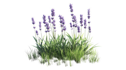 Naklejka premium Lush lavender blossoms on transparent background