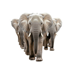 Fototapeta premium Majestic Elephant Herd Marching Forward on Transparent background