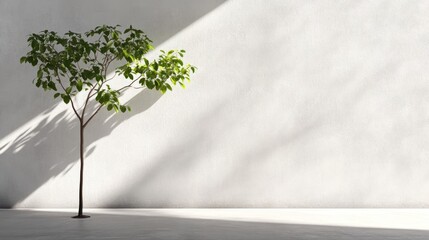 Obraz premium Sunlight illuminates small tree in minimalist room; design concept