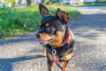 散歩する犬
