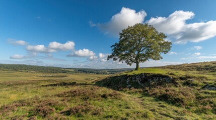Obraz premium Lone tree hilltop, sunny valley view, Scotland
