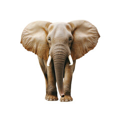 Fototapeta premium Majestic African Elephant Facing Forward on Transparent background