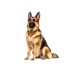 Fototapeta premium Alert German Shepherd Dog Sitting, Isolated on Transparent background